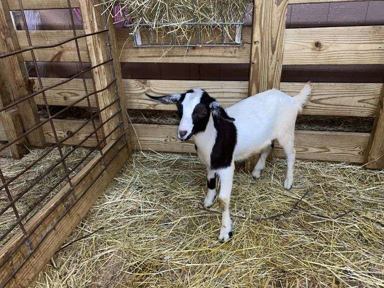White & Black Nigerian Dwarf Nanny - DOB: 5/28/25