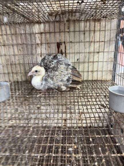 Young Black Shoulder Peacock