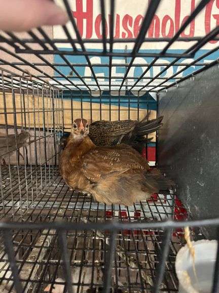2 Barnyard Pullets