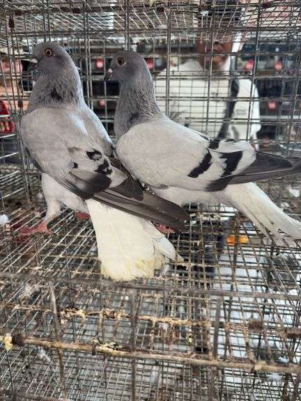 2 Carrier Pigeons