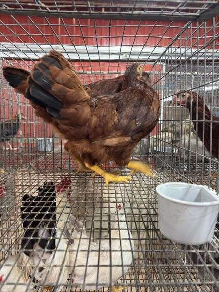 2 Rhode Island Red Pullets