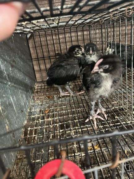 3 Black Copper Maran Chicks