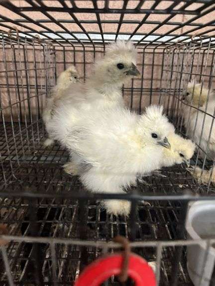 4 Paint & White Bearded Silkie Chicks
