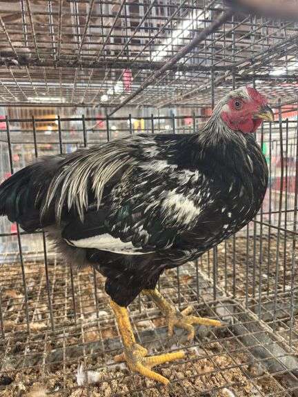 2 Roosters - 1 Silver Laced Wyandotte 1 Rhode Island Red