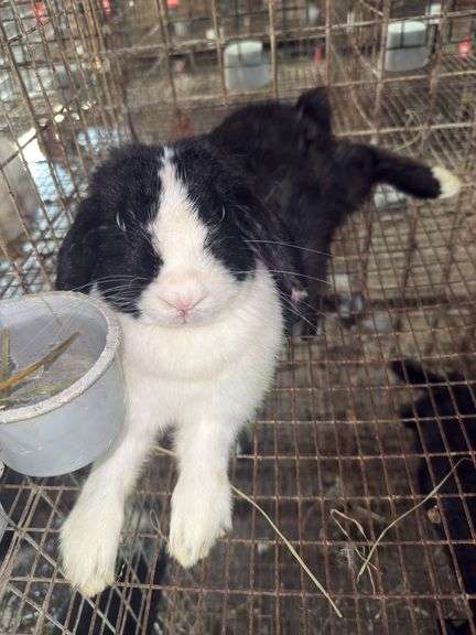 Holland Lop Doe - Exposed