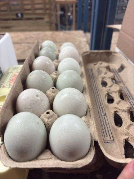 2 Doz Jumbo Duck Eating Eggs