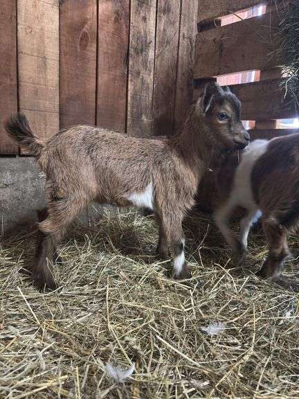 Brown Nigerian Dwarf Billy