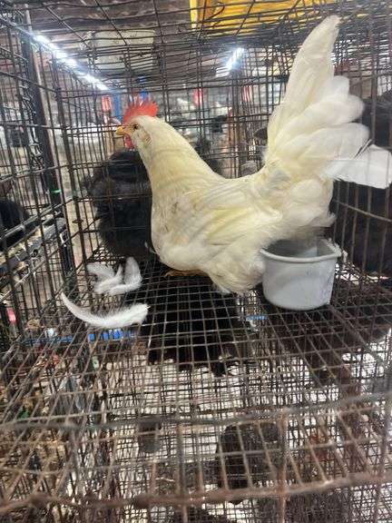 Unsexed Chicken - 4.5 Mos Old