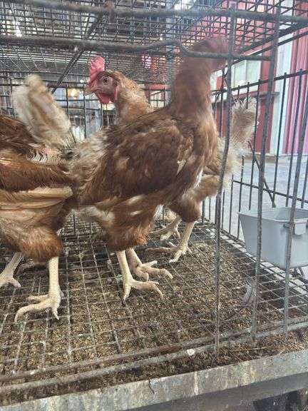 5 Isa Brown Hens