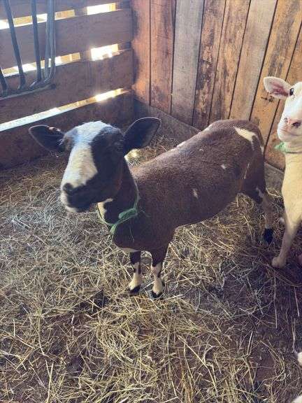 Black & White Khatadin Ewe - 18 Months Old