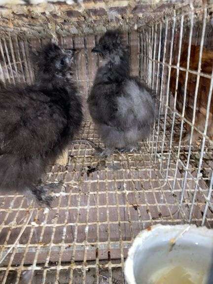 2 Silkie Chicks