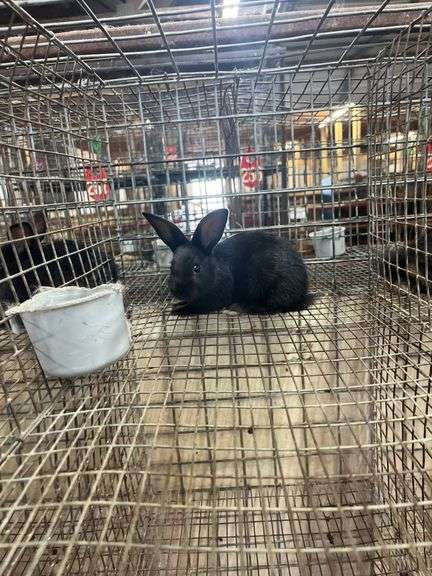 Black Flemish Giant Mini Rex