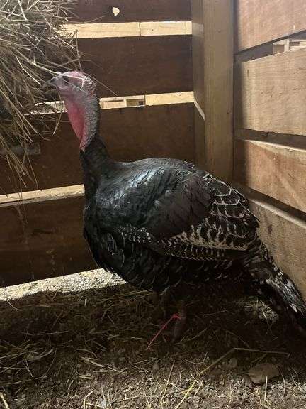Hen Turkey