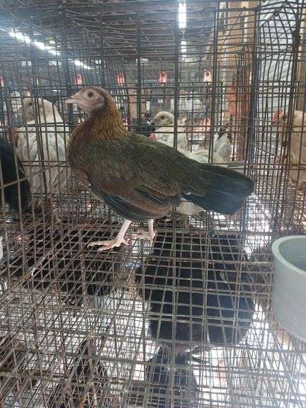 Serama Laying Hen "Tippy"