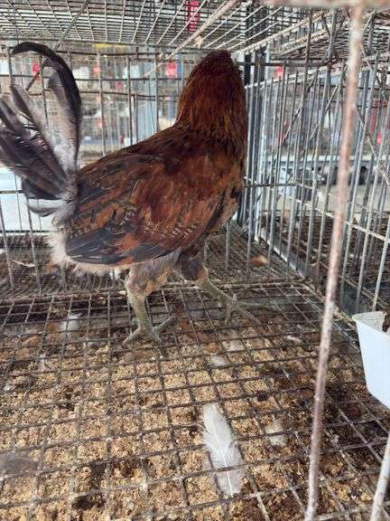 Easter Egger Rooster - 4 Months Old - Friendly
