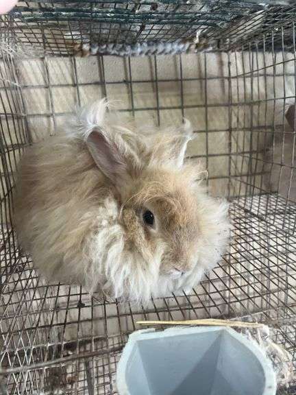 Peach English Angora Doe