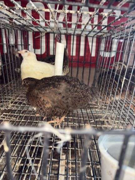 3 Coturnix Quail