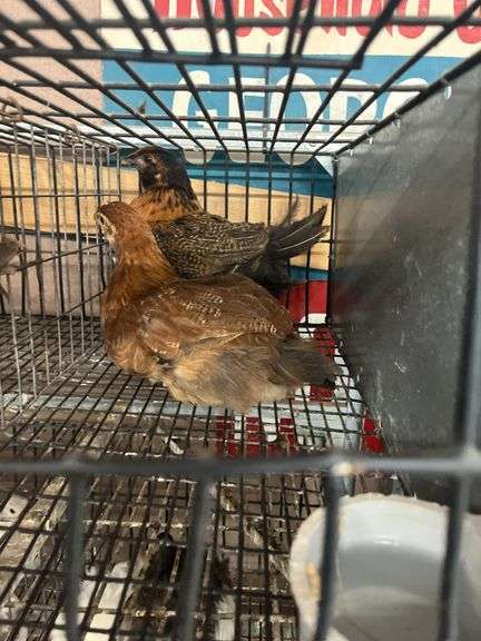 2 Barnyard Pullets