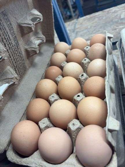 3 Doz Brown Eating Eggs