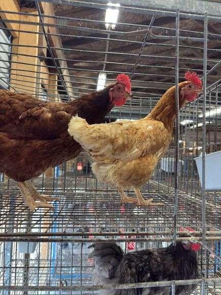 2 Barnyard Mix Hens