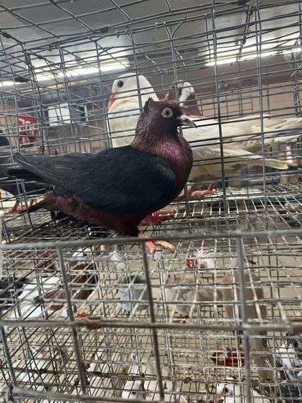 Unsexed Arch Angel Pigeon