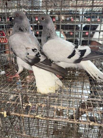 2 Carrier Pigeons