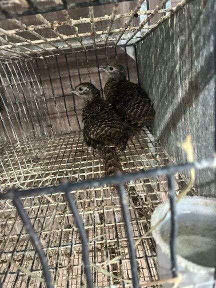 2 Lady Amherst Pheasants