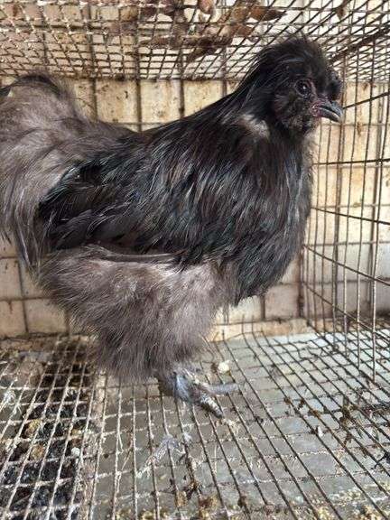 Silkie Rooster