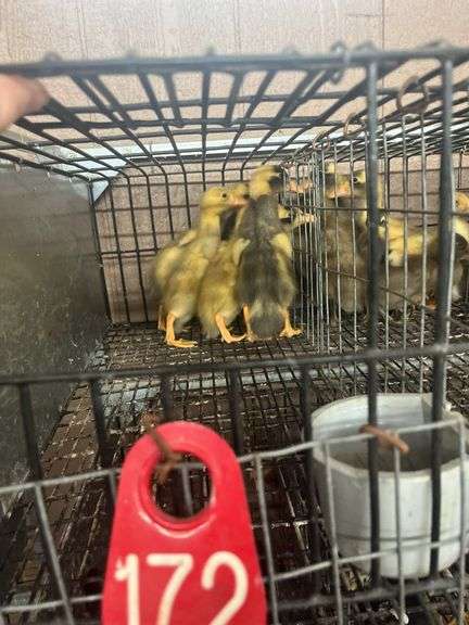 6 Indian Running Ducks