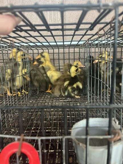 6 Runner Ducks Fawn & White