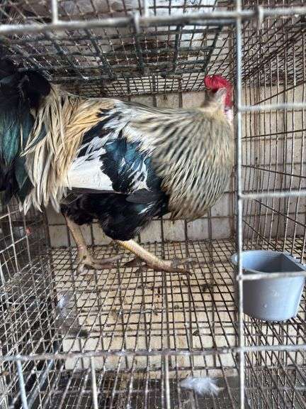 2 Blue Bell Mix Roosters - 6 Mos Old