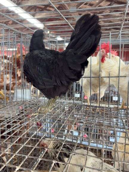 Black Australorp Rooster - 4 Mos Old