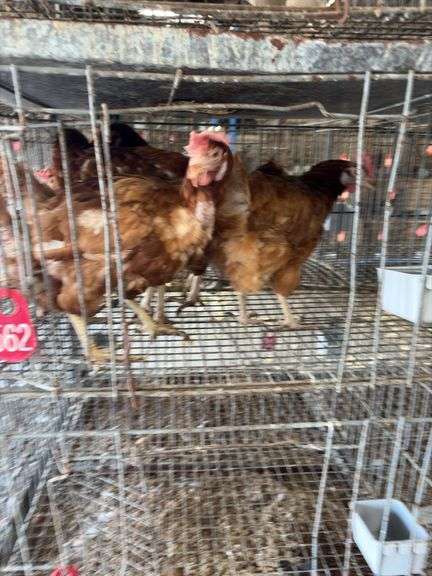 5 Golden Comet Laying Hens