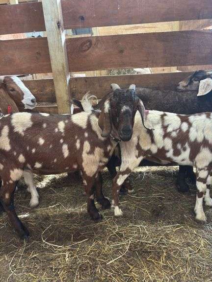 Brown & Tan Dapple Commercial Boer Wether "T-Bone"