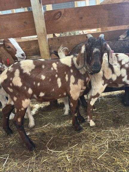 Brown & Tan Dapple Commercial Boer Wether "T-Bone"