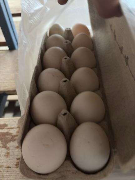 4 Doz Duck Eating Eggs