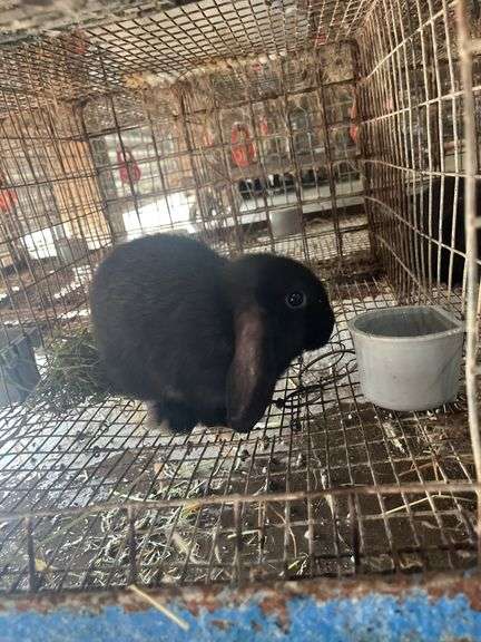 Holland Lop Buck