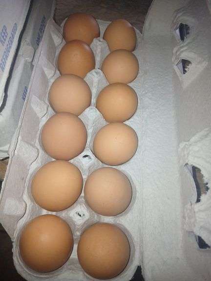 4 Doz Med Brown Eating Eggs