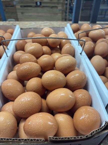 9 Doz Medium Brown Eating Eggs