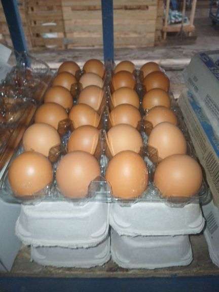 6 Doz Large Brown Eating Eggs