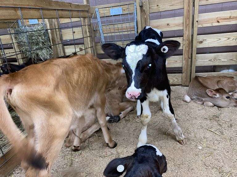 Holstein Heifer Bottle Calf - Had Colostrum