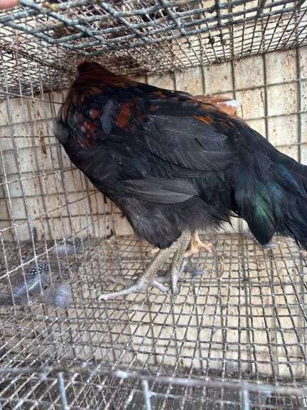 2 Blue Bell Mix Rooster - 6 Mos Old