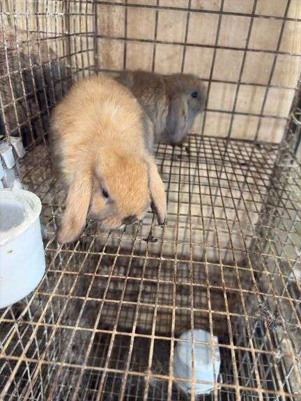 2 Baby Holland Lop Does - DOB 6/9/25