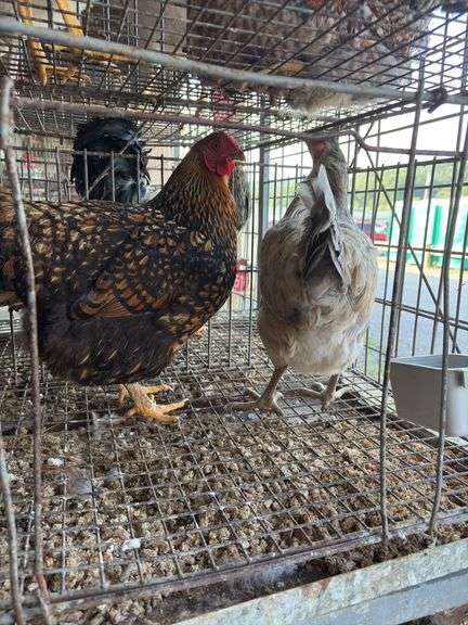 2 Barnyard Mix Hens