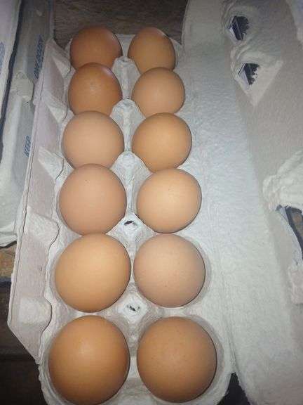 4 Doz Med Brown Eating Eggs