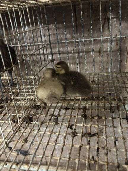 2 Chocolate Muscovy Ducklings