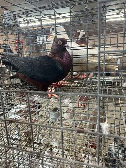 Unsexed Arch Angel Pigeon