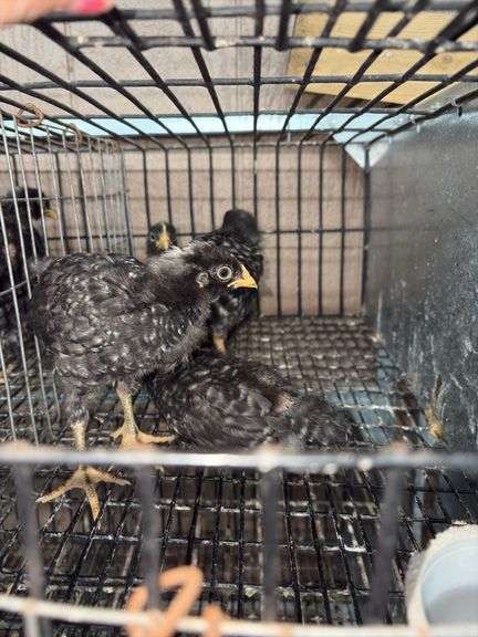 4 Diamond Dutchess Pullets - Blue Egg Layers