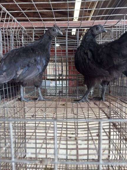 2 Ayam Cemani Hens
