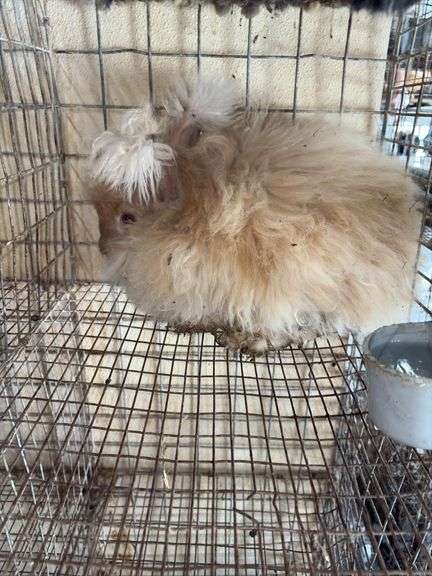 Peach English Angora Doe